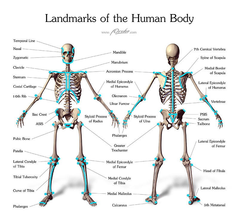 Landmarks-of-the-Human-Body
