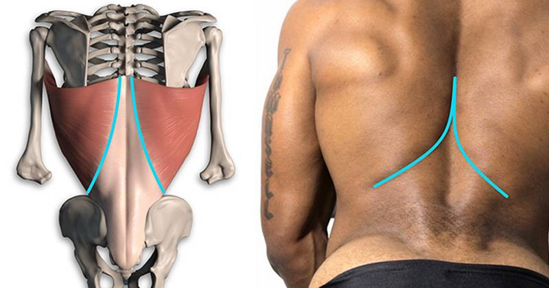 Latissimus Dorsi muscle