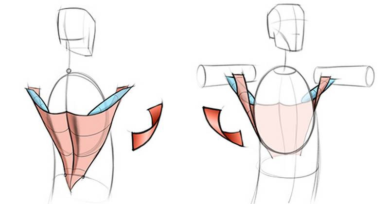 Proko - How To Draw Lower Back Muscles – Anatomy And Motion