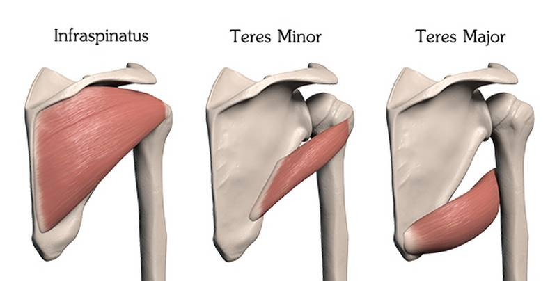 Proko - How to Draw Shoulder Muscles – Anatomy and Motion