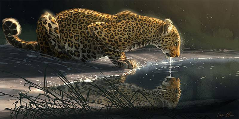 aaron blaise leopard just a sip
