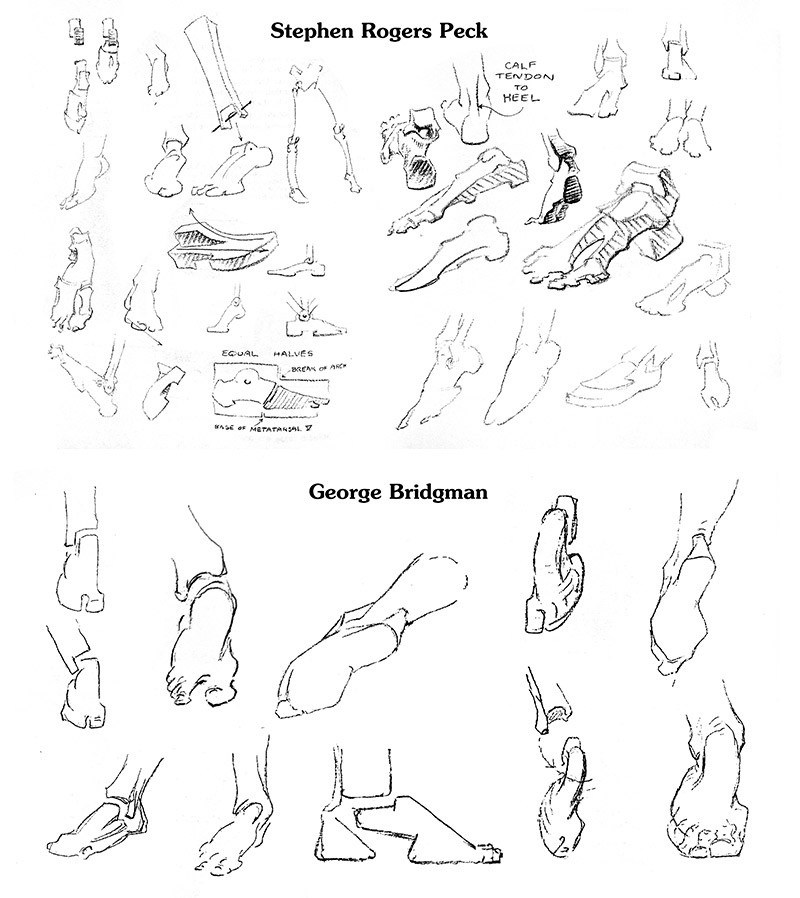 Bridgman and Peck Foot Drawings to Learn From