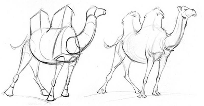 basic building blocks for camel