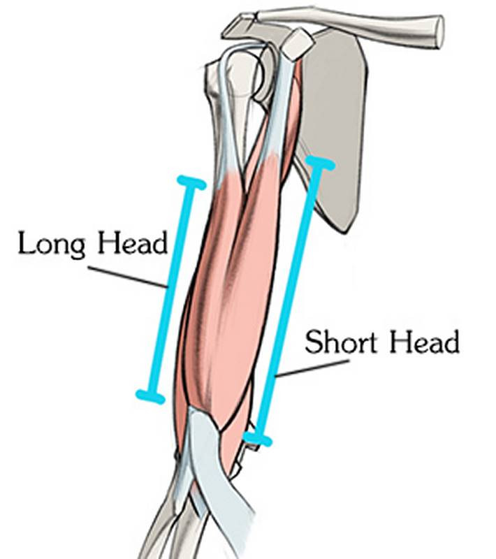 Proko How To Draw Biceps Anatomy For Artists