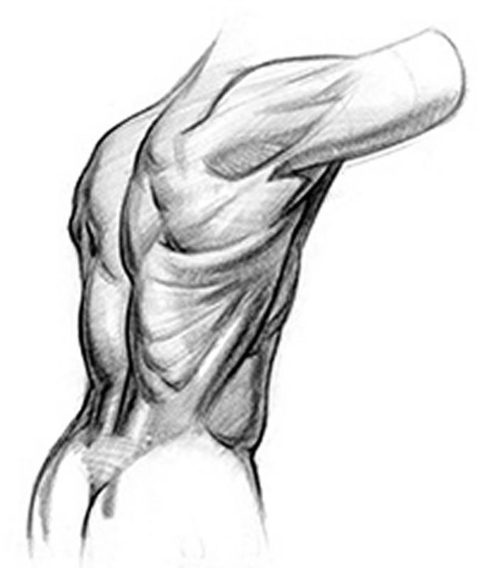Proko - How to Draw Lower Back Muscles – Form