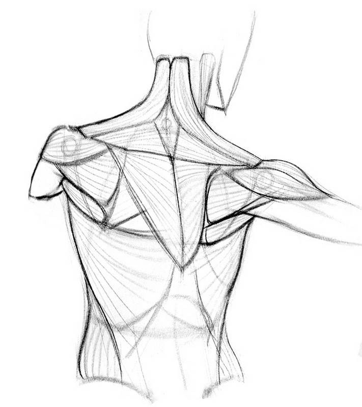 Proko How To Draw The Shoulder Bones