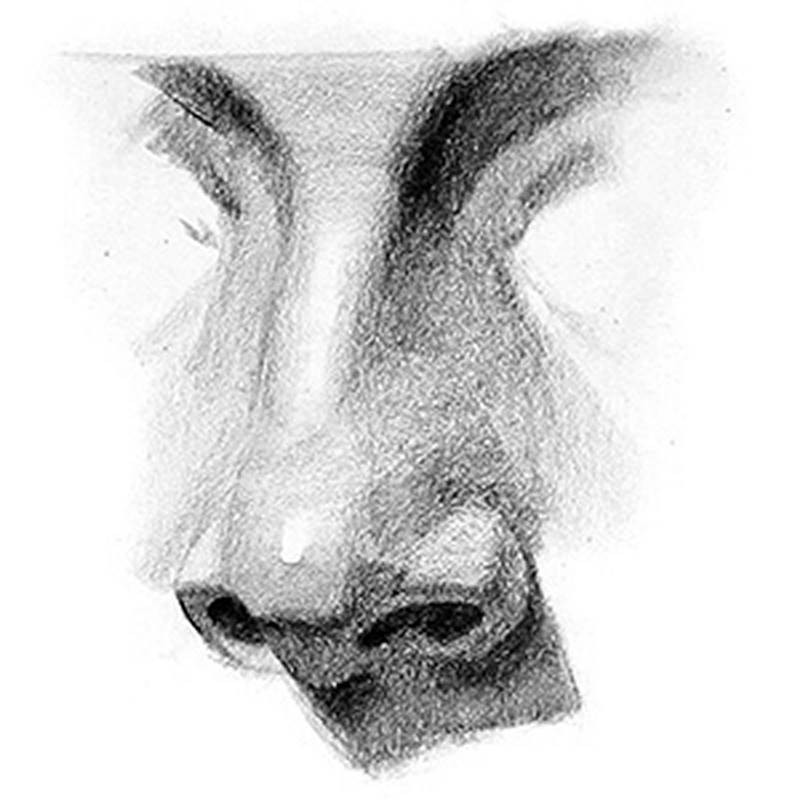 How To Draw A Human Nose - Drawing The Nose Halftones And Highlights