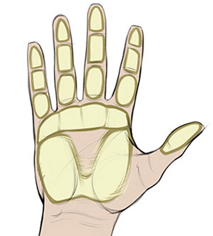 fat pads on the palm diagram drawing