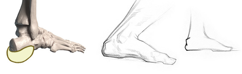 drawing fat pad and heel bone