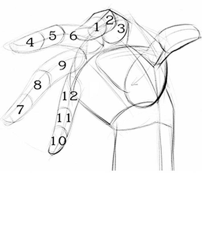 how to draw hands fingers bones joints numbered