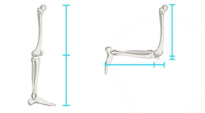 Proko - How to Draw Legs – Bone Anatomy for Artists