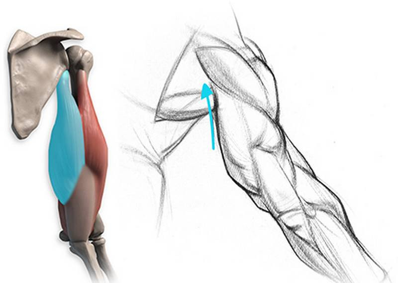 Proko How to Draw Triceps Anatomy for Artists
