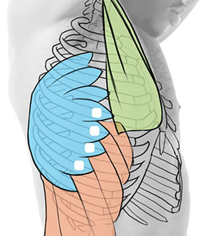 muscle attachments rib cage
