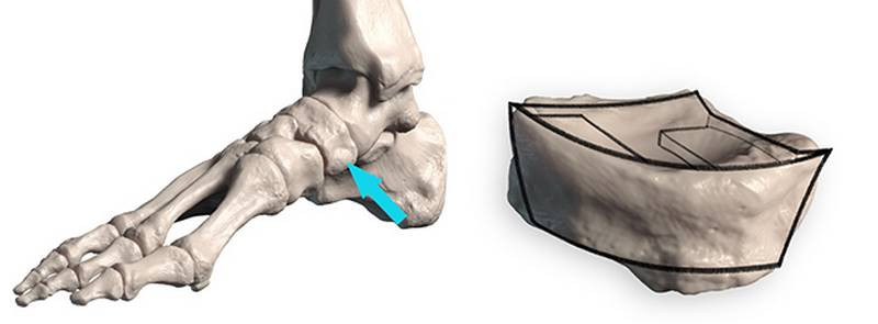 Proko - How to Draw Feet with Structure – Foot Bone Anatomy