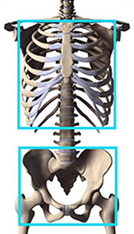 robo bean boundary boxes around ribcage and pelvis