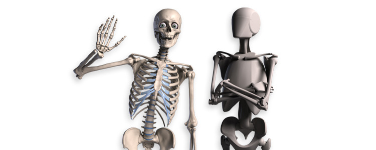 Proko - Skelly - Poseable Anatomy Model for Artists