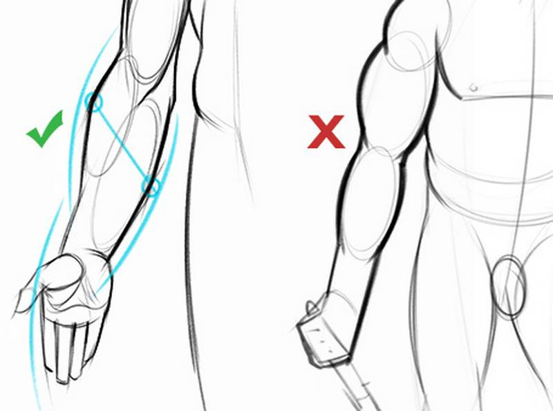 Proko How To Draw Forearms Anatomy for Artists