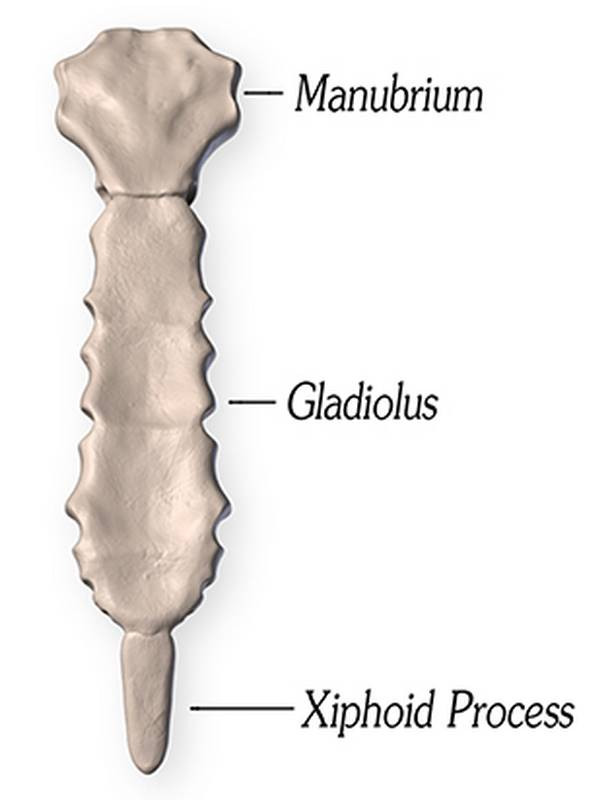 sternum manubrium gladiolus xiphoid process