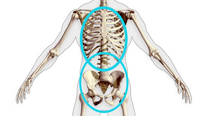 the ovals of the hips and ribcage