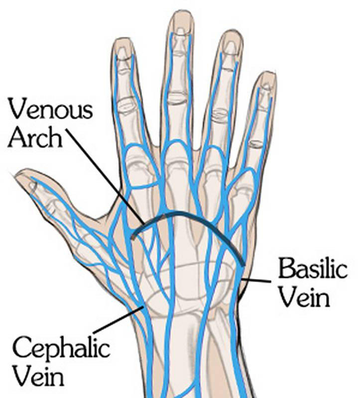 Veins and Bones of the Hand