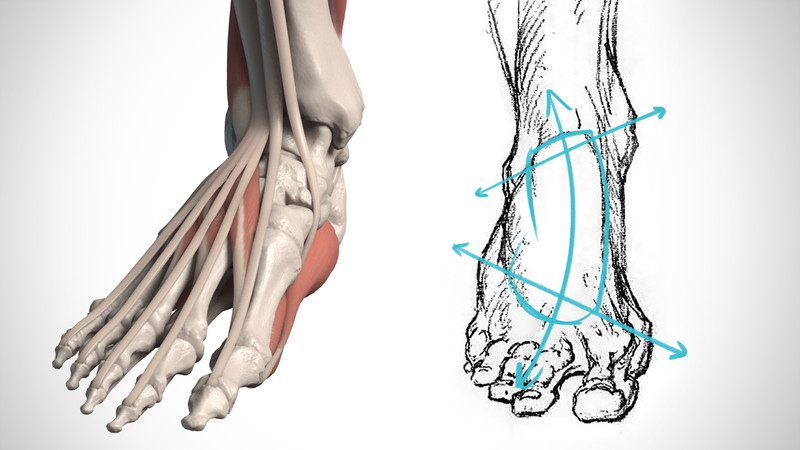 Anatomy of the Foot