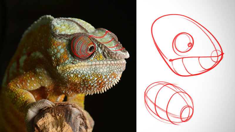 Proko - Critique - Cross Contour on Organic Forms
