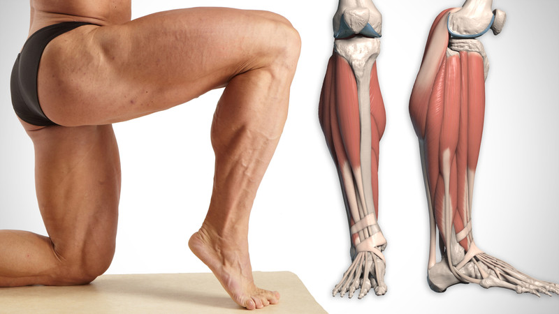 Proko - Drawing the Lower Leg like a Pro