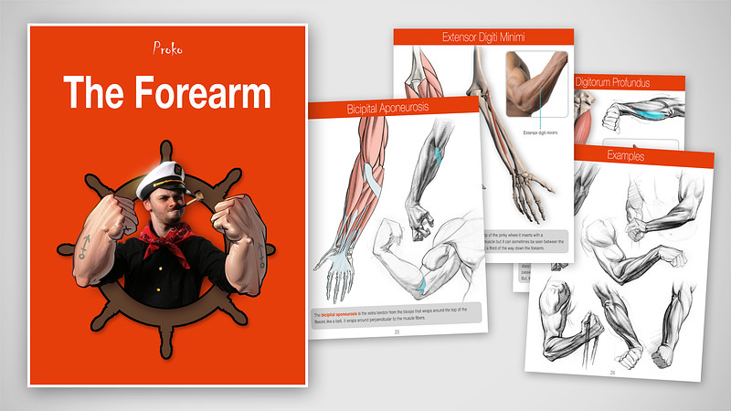 Proko - eBook: The Forearms