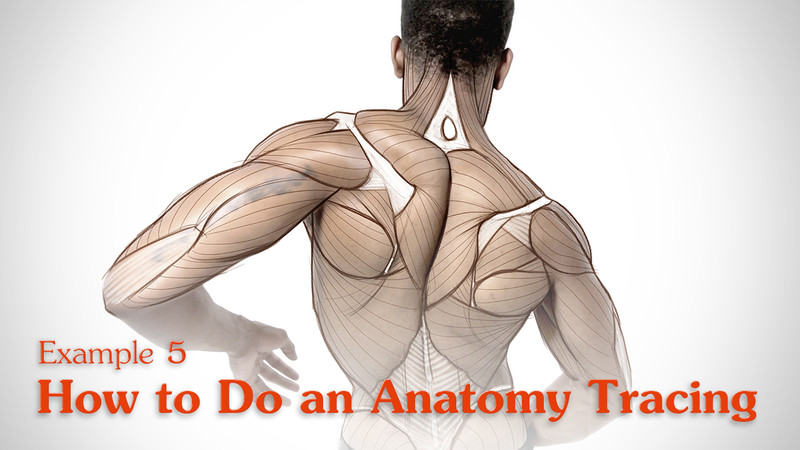 proko-anatomy-tracing-assignment-example-5