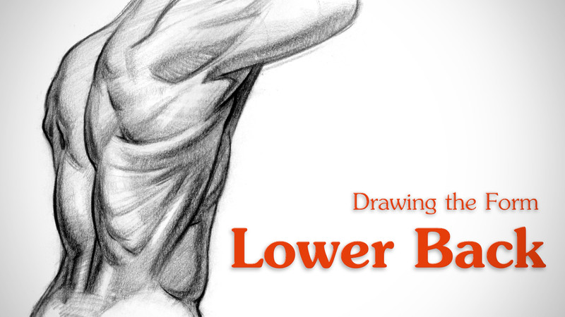 Proko - How to Draw Lower Back Muscles – Form