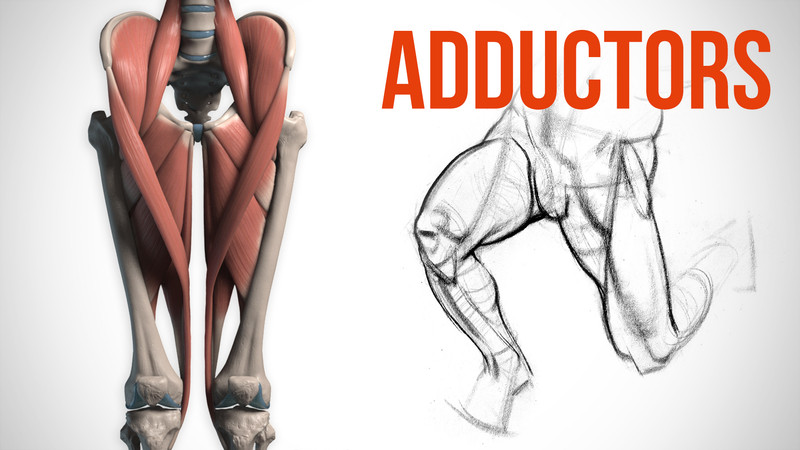 anatomy proko