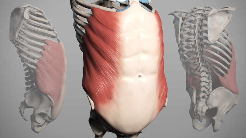 Proko - 3D Model: External Obliques