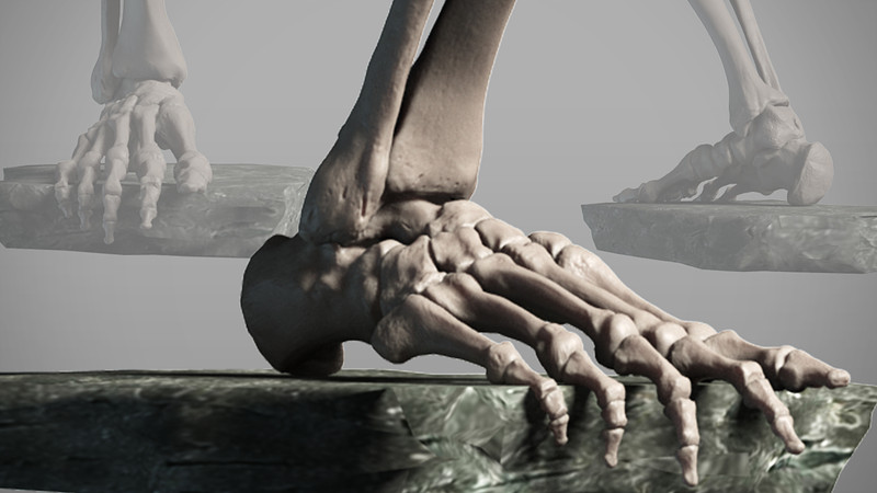 Proko - 3D Model: Foot Bones Pose 2
