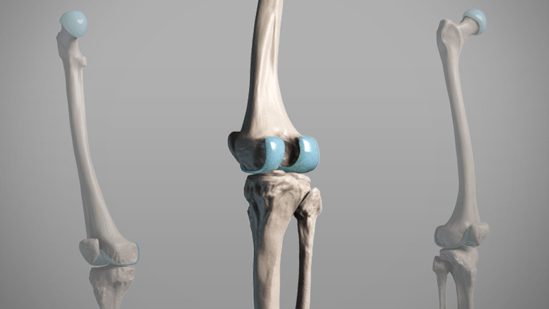 Proko 3d Model Leg Bones