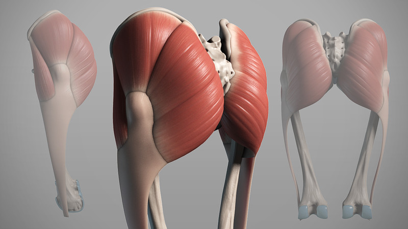 Proko - 3D Model - The Butt Muscles