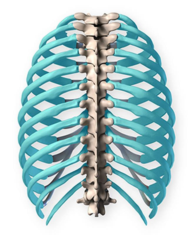 Springbok Rib Cage Proko - Anatomy of the Rib Cage