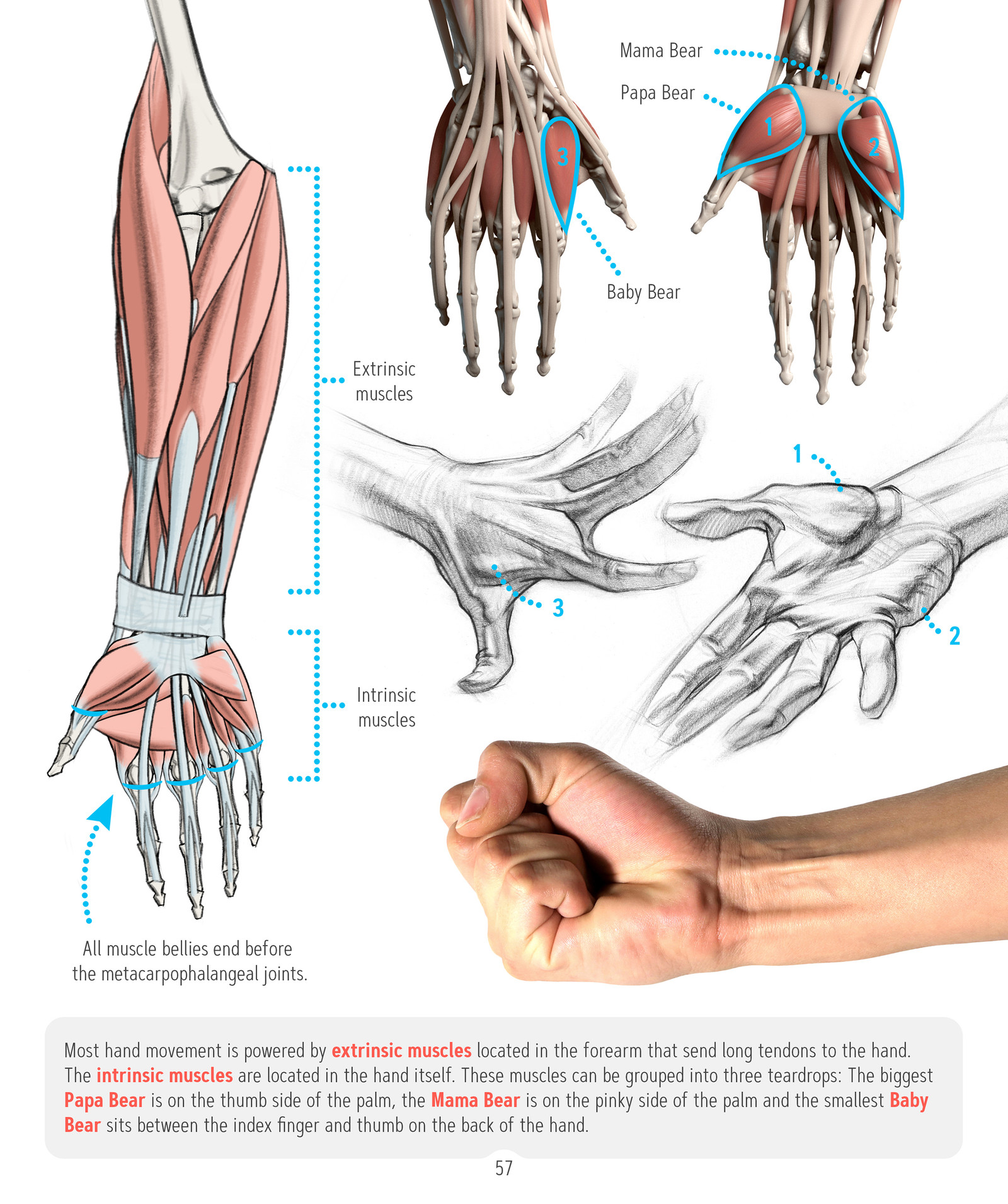 Proko - How to Draw Hand Anatomy eBook
