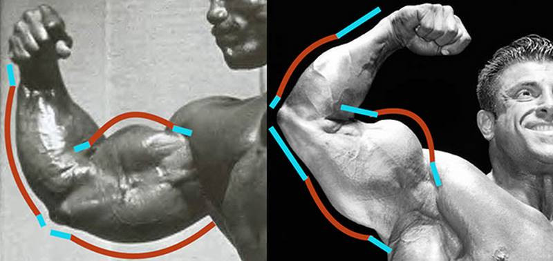 Proko - How to Design Muscles and Tendon