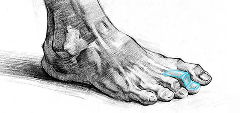 Proko - How to Draw Feet with Structure – Foot Bone Anatomy