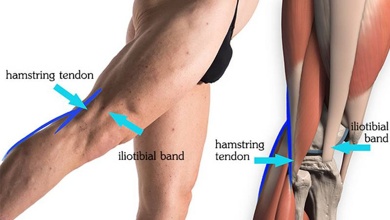 Proko Minutes To Better Leg Drawings Hamstring Muscles