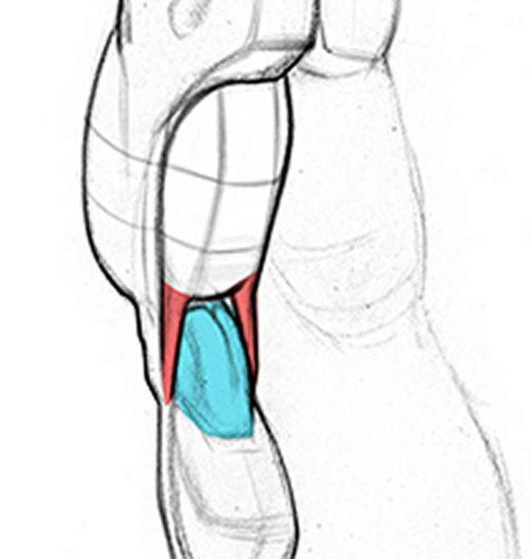 Proko - 8 Minutes to Better Leg Drawings – Hamstring Muscles