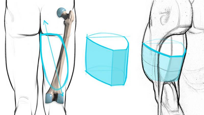 Proko - 8 Minutes to Better Leg Drawings – Hamstring Muscles