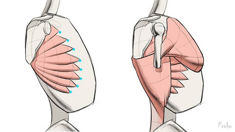 Proko - How to Draw Shoulder Muscles – Form