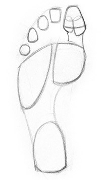 Shapes in the fat pads