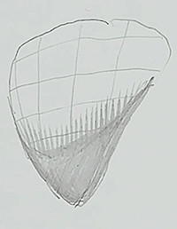 example 7 follow form lines upward