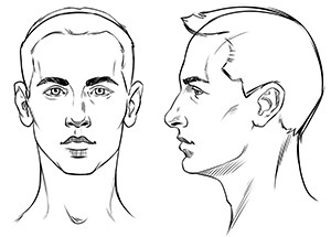 average head diagram