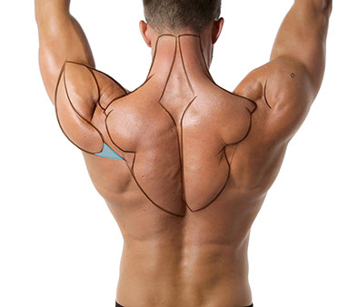 Anatomy Tracing highlighting the deltoids tendon