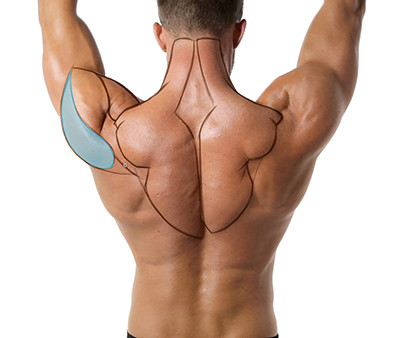 Anatomy Tracing highlighting the deltoids