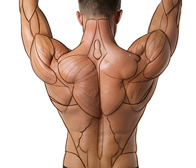 Anatomy Tracing directional lines