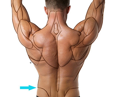 Anatomy Tracing drawing the back oblique example
